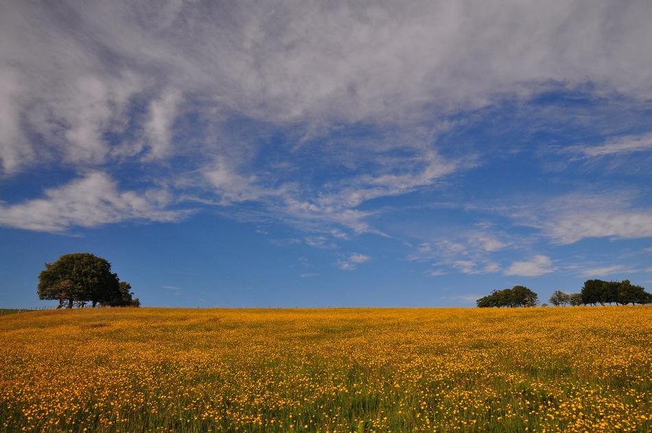 Buttercup Meadow Field
