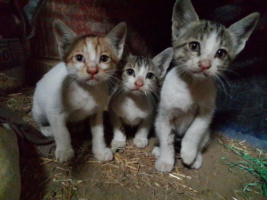 little kittens in the cottage
