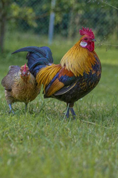 Hahn Gockel Poultry
