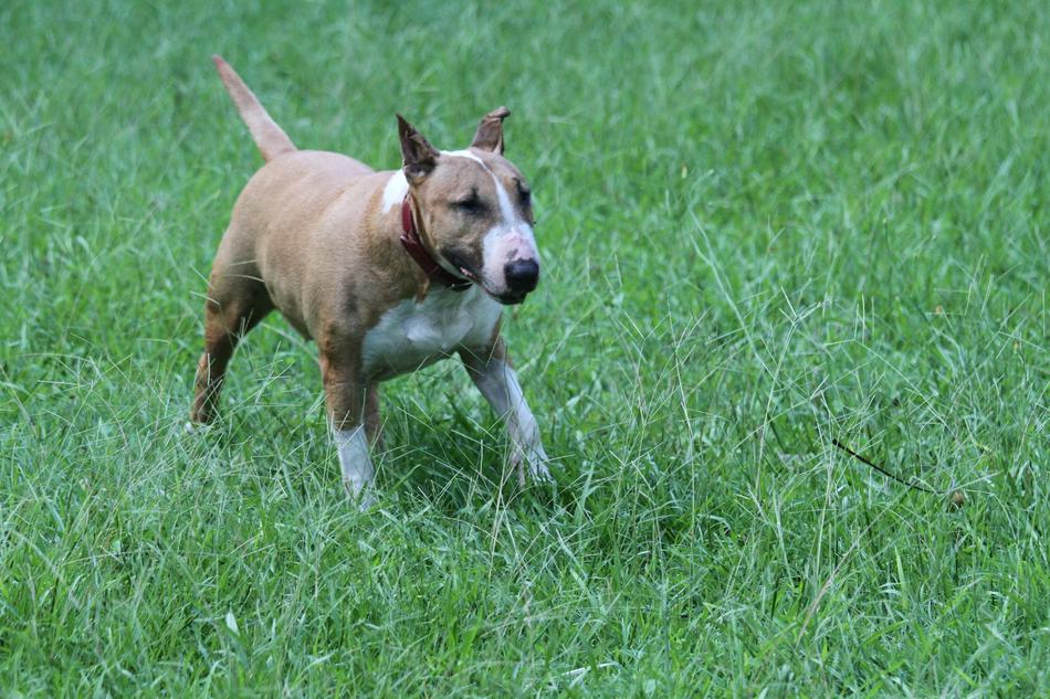 dog walking on the grass