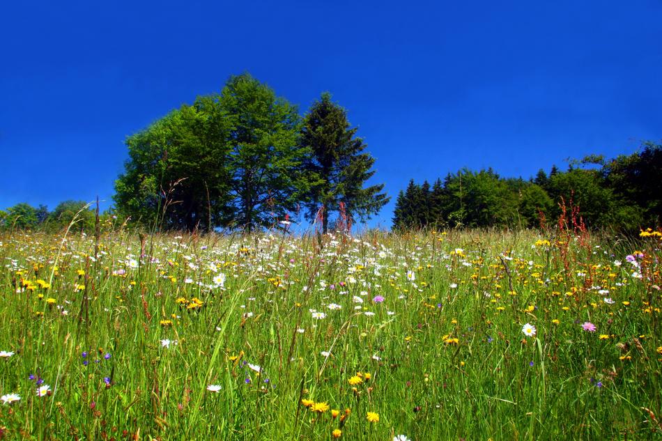Spring Meadow Flower Wild