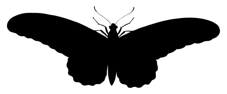 butterfly black drawing
