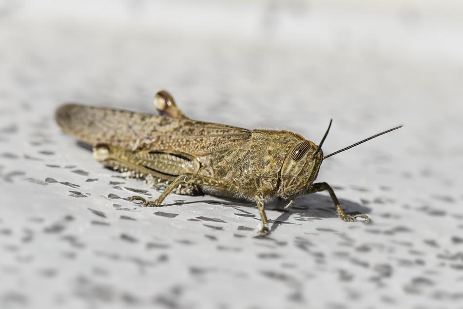 green close-up of a grasshopper