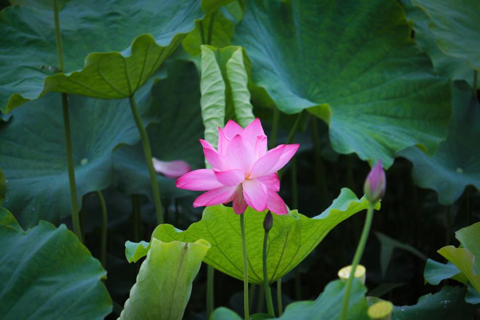 Lotus