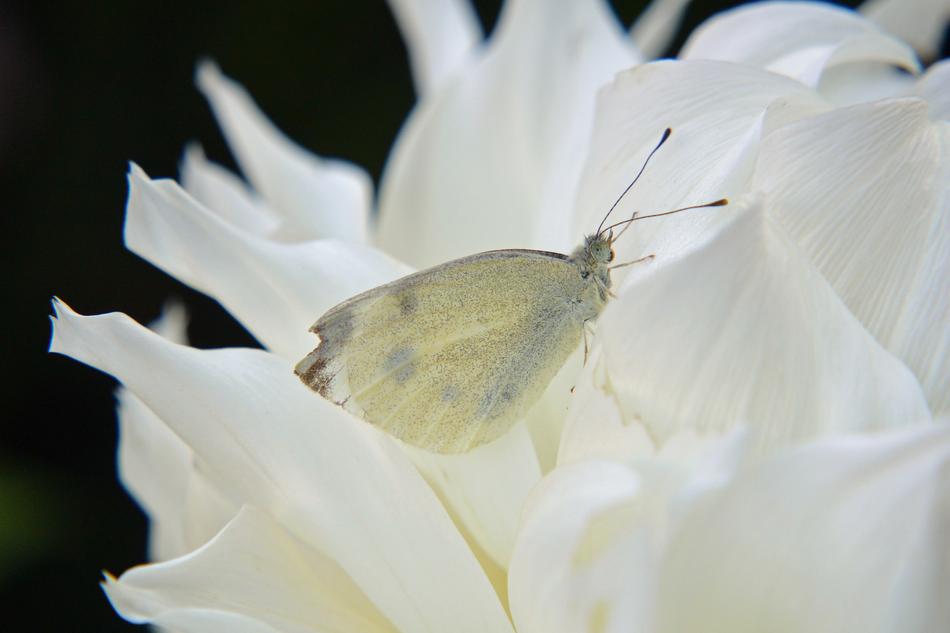 Close-up of the beautiful white moth sitting on the beautiful white flower bud