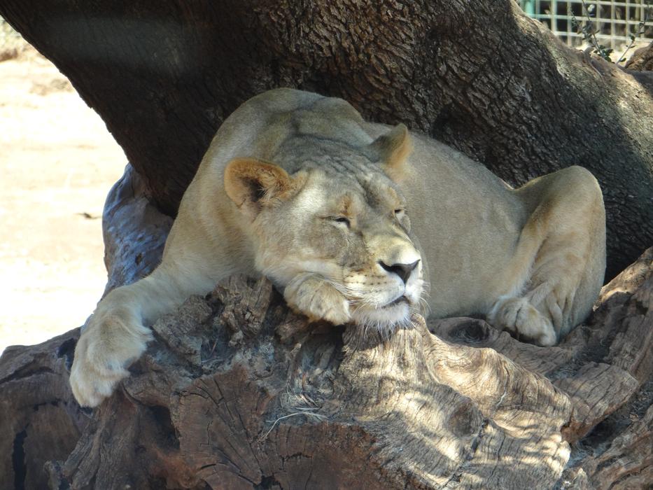sleeping lioness at the zoo