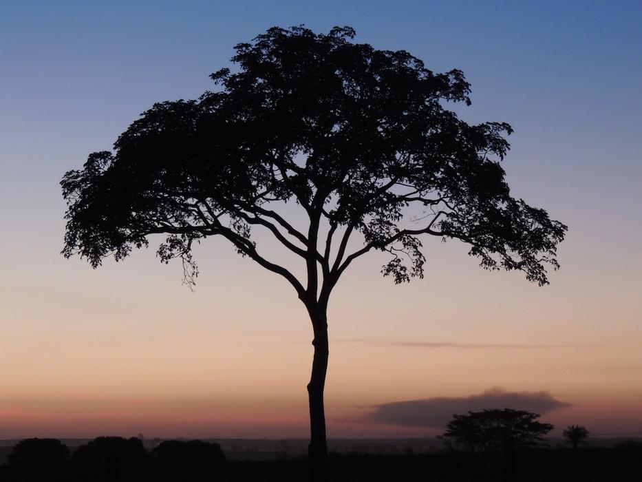 Tree Dusk