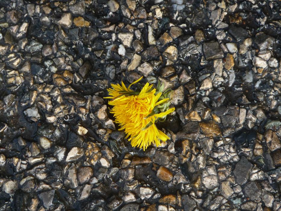 Dandelion Tar Gravel A