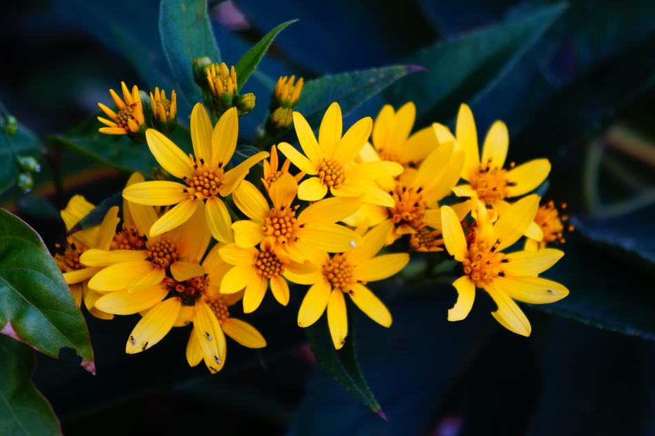 small yellow flowers in the garden