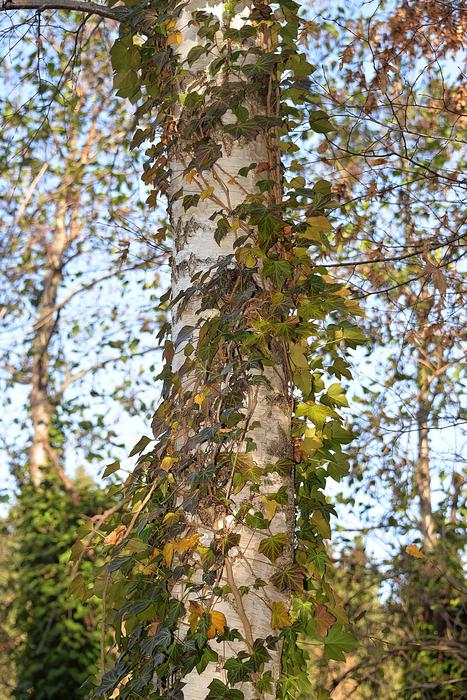 Birch Leaves Fouling