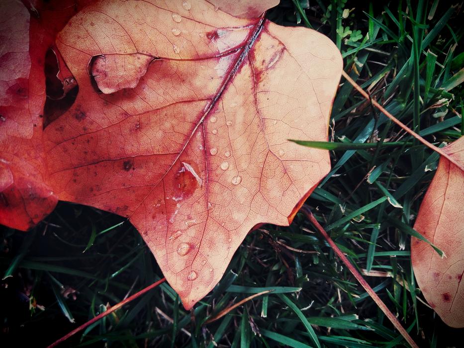 Leaf Autumn Color