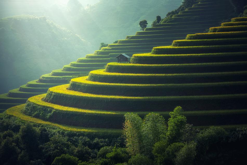 Rice Plantation Thailand