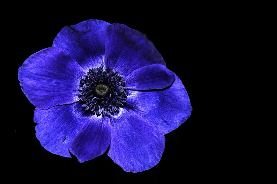 Anemone Hahnenfußgewächs Blue
