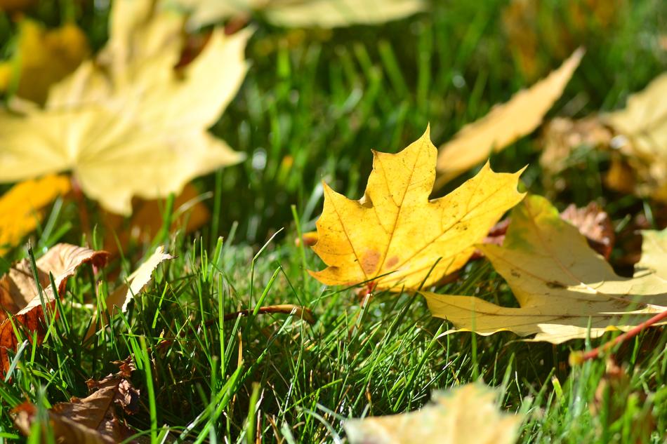 yellow leaves on the lawn