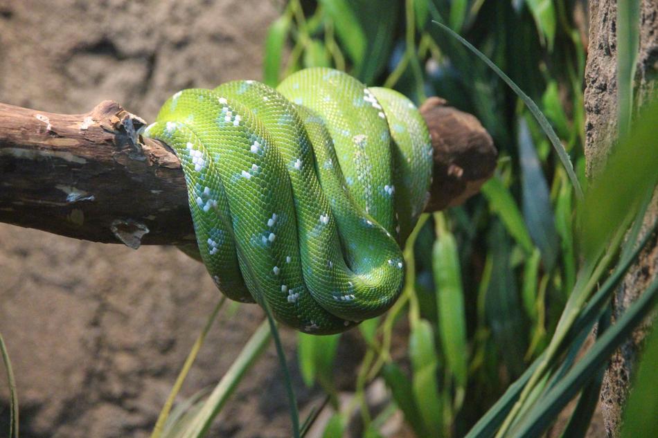 Green Python Morelia Viridis