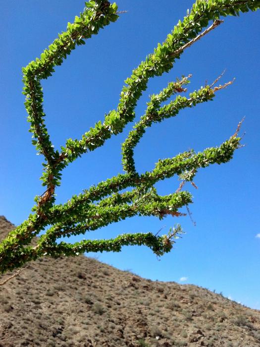green branch on a blue background