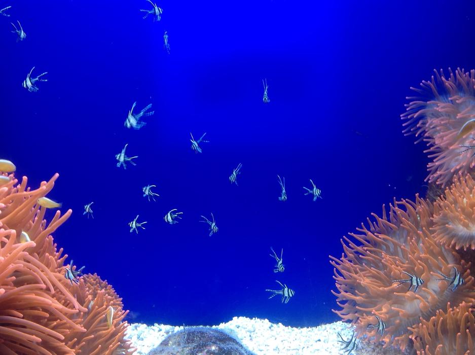 fish in the seascape