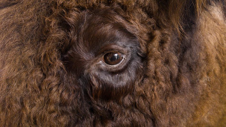 the eye of a furry animal face