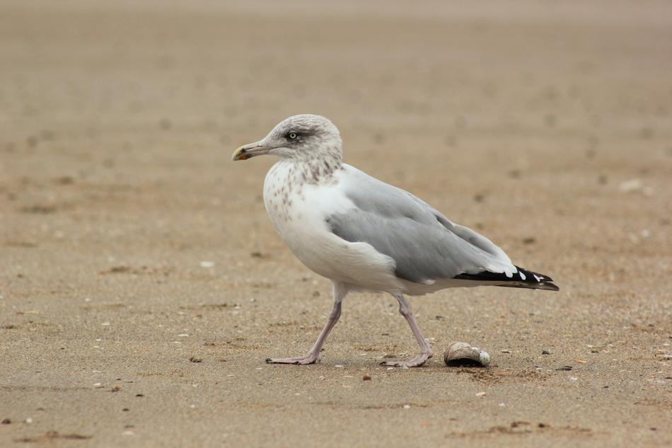 wild Seagull walking on Sand