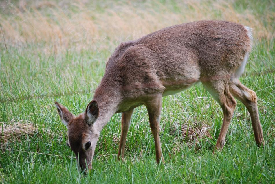 Deer Meadow