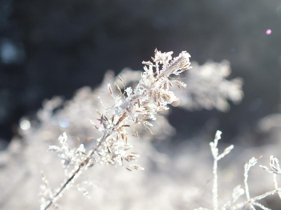 frozen plants in the ice