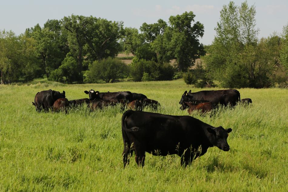 Farm Black cows