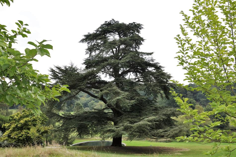 Tree Green Garden