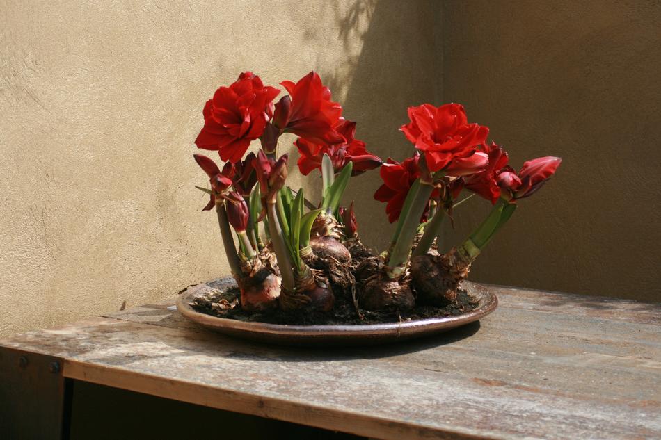Flowers Bulbs Red Dining
