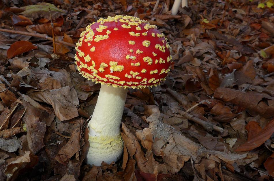 Mushroom