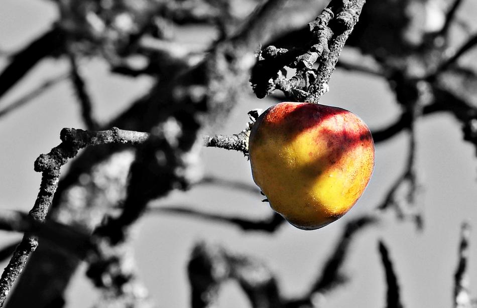 Apple Tree S