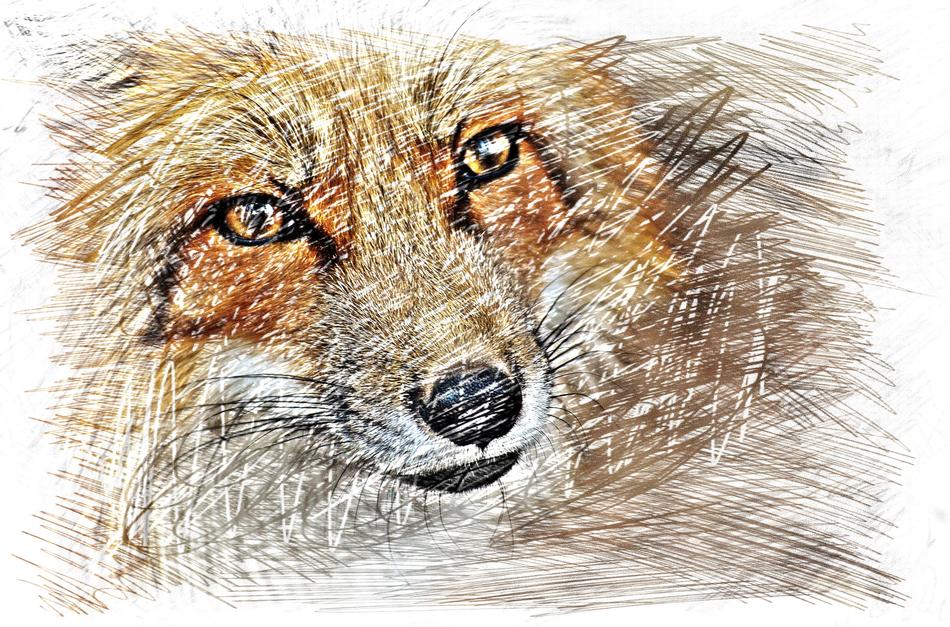 Fuchs Drawing Colorful Wildpark