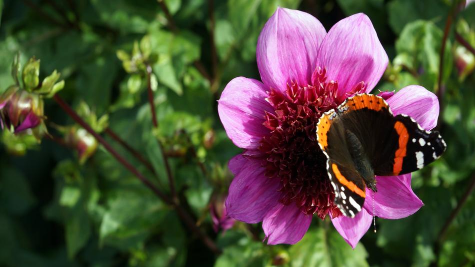 Dahlia Autumn Flower
