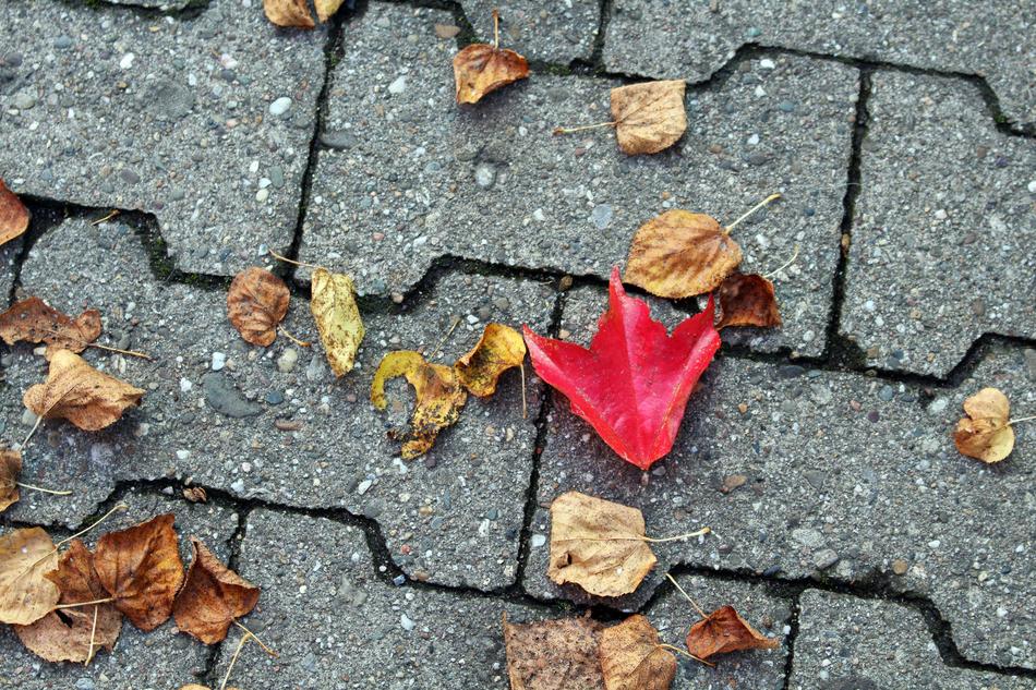 fall leaves view