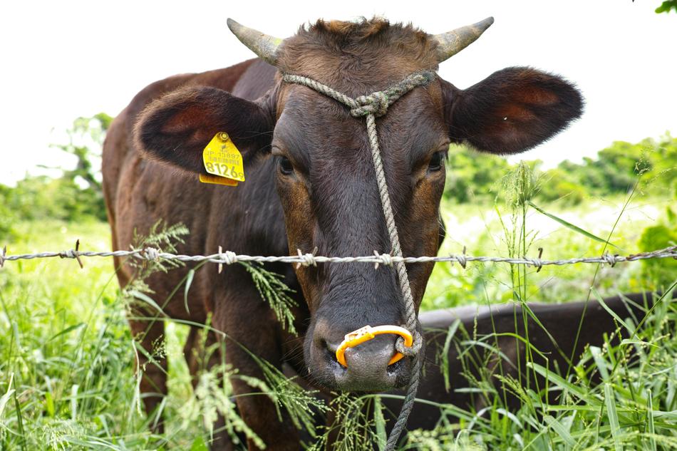 Cow Ranch