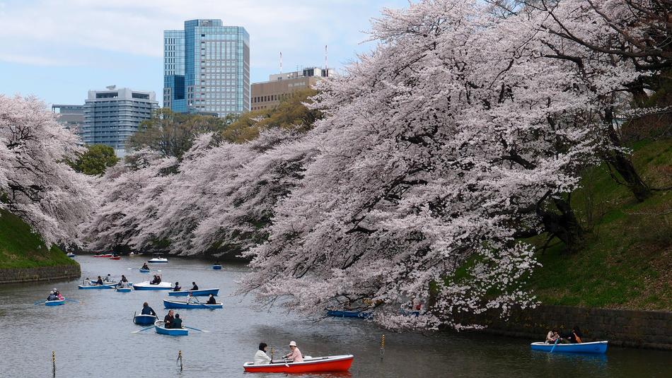 Boat Cherry Blossom Park