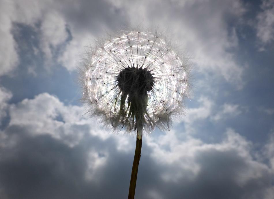 a beautiful dandelion against a sky of clouds.