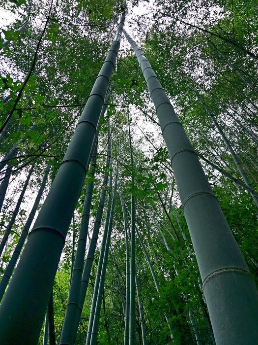 Natural Bamboo