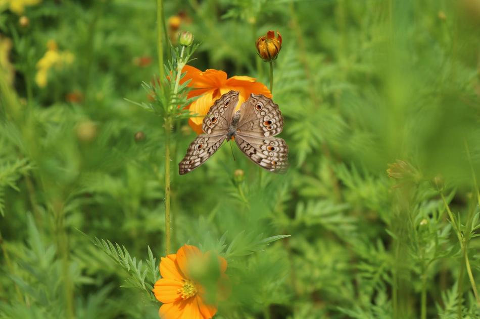 butterfly on a green field