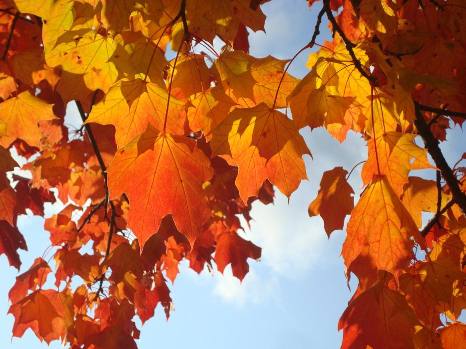 fall leaves on the turf