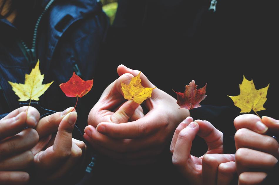 Autumn Leaves Colors