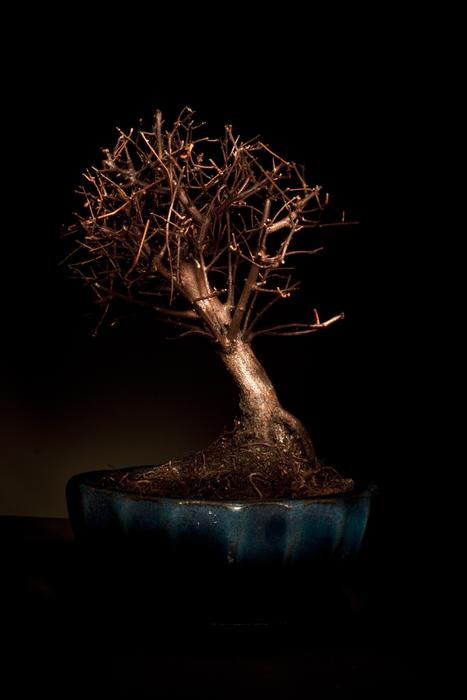 Bonzai Tree Light Coloring