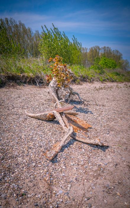 Rhine River Nature