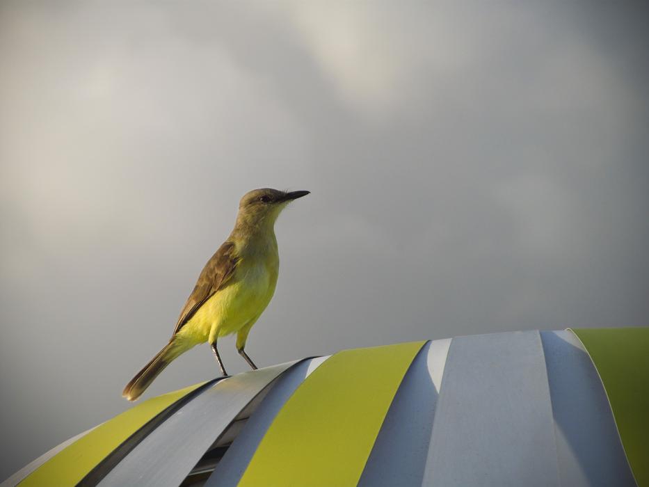 yellow sweet bird on the roof