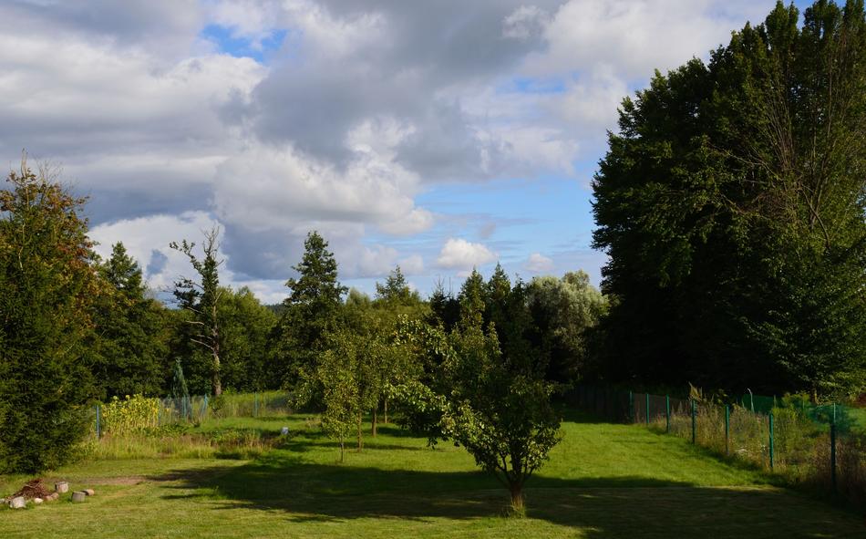 Green Tree