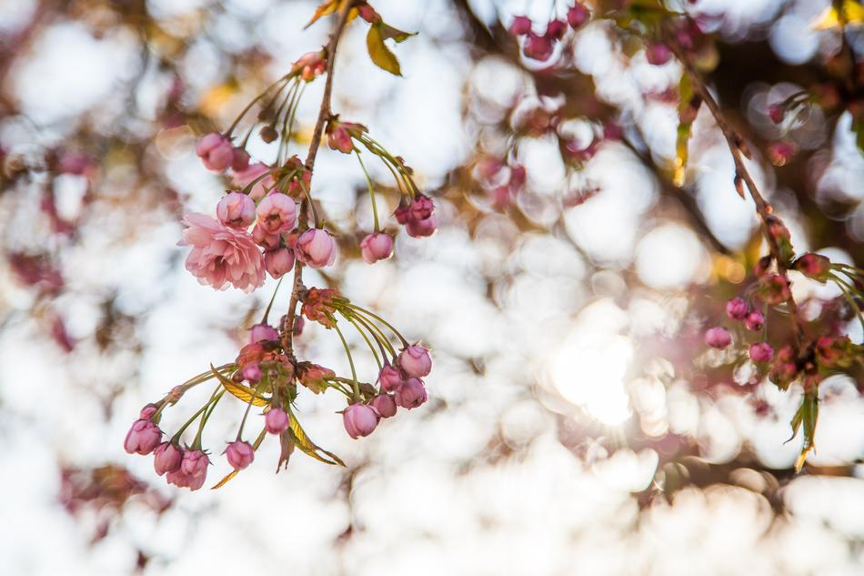 Sakura Flowers Spring The
