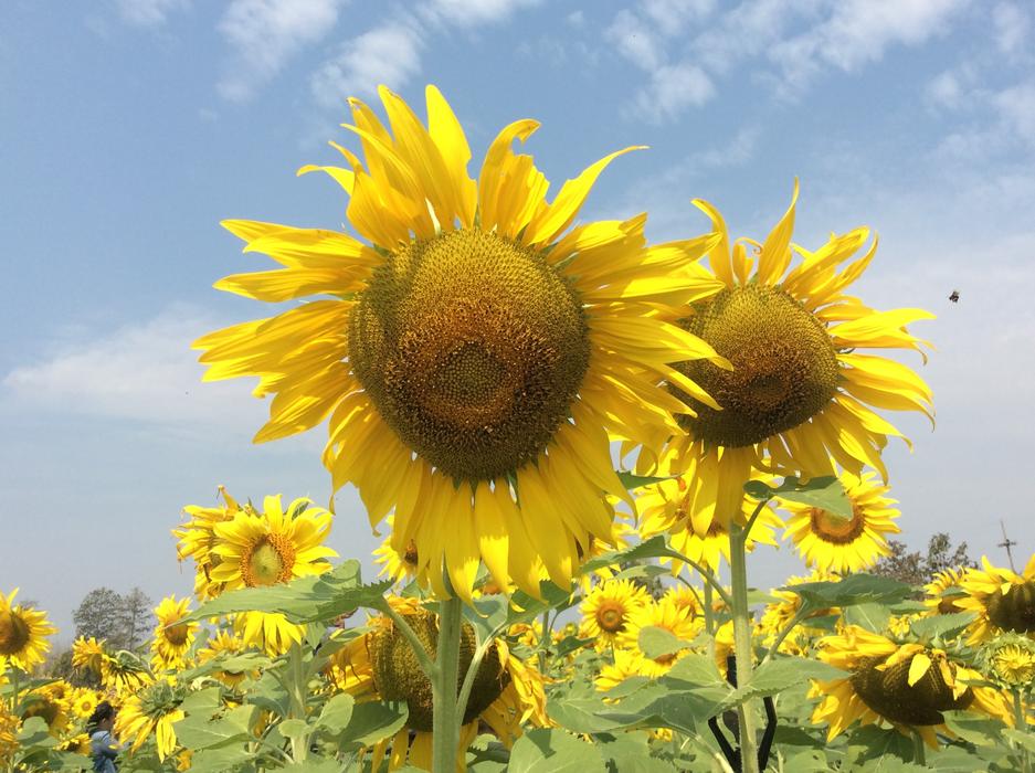 Flowel Sunflower
