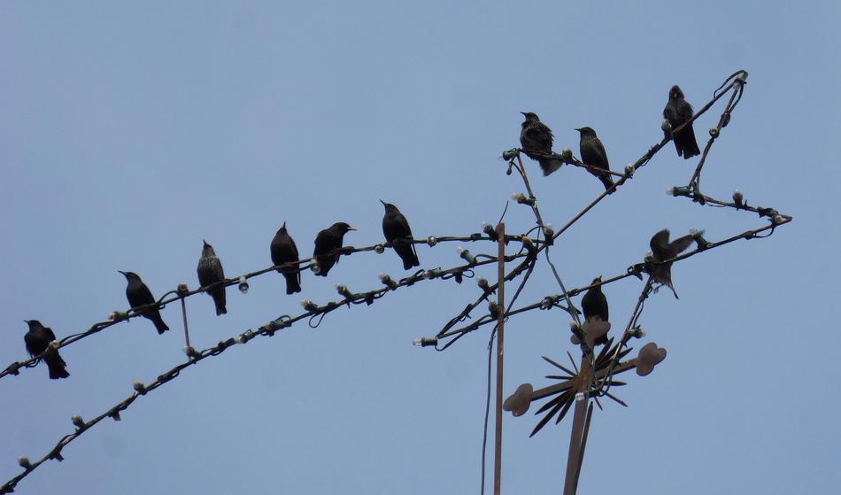 Starlings Christmas Star Belen
