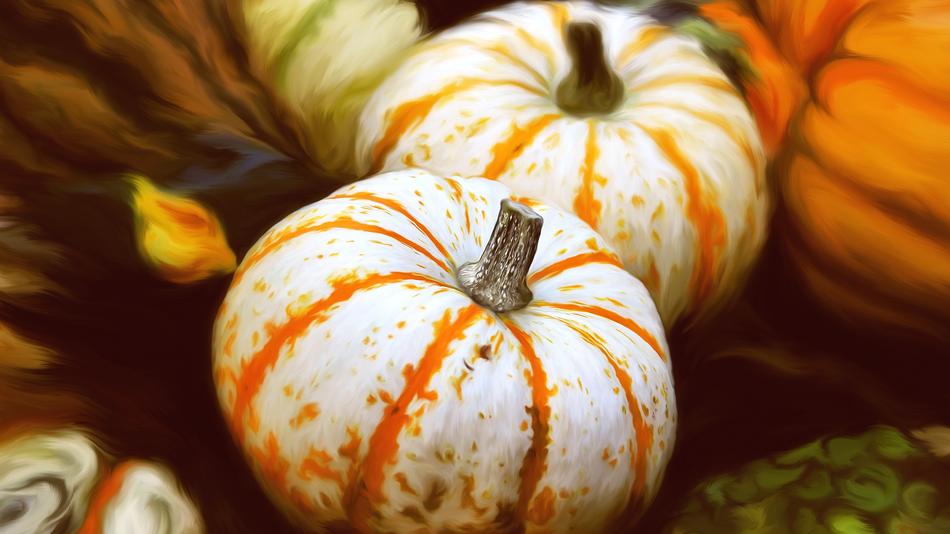 healthy ripe pumpkins in the vegetable garden