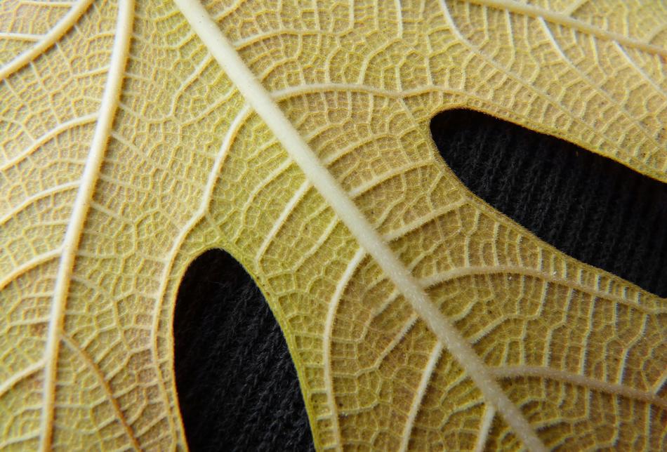 Leaf Yellow Tree