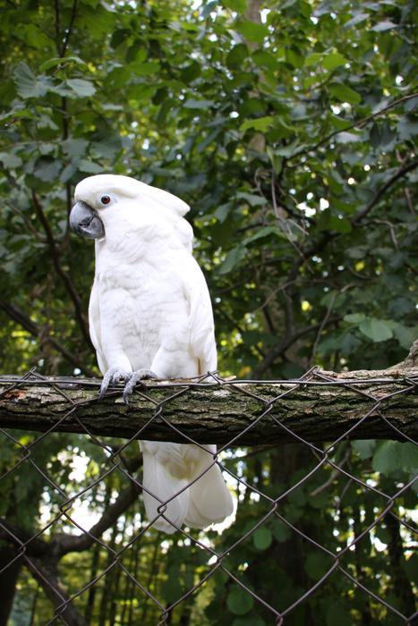 white parrot